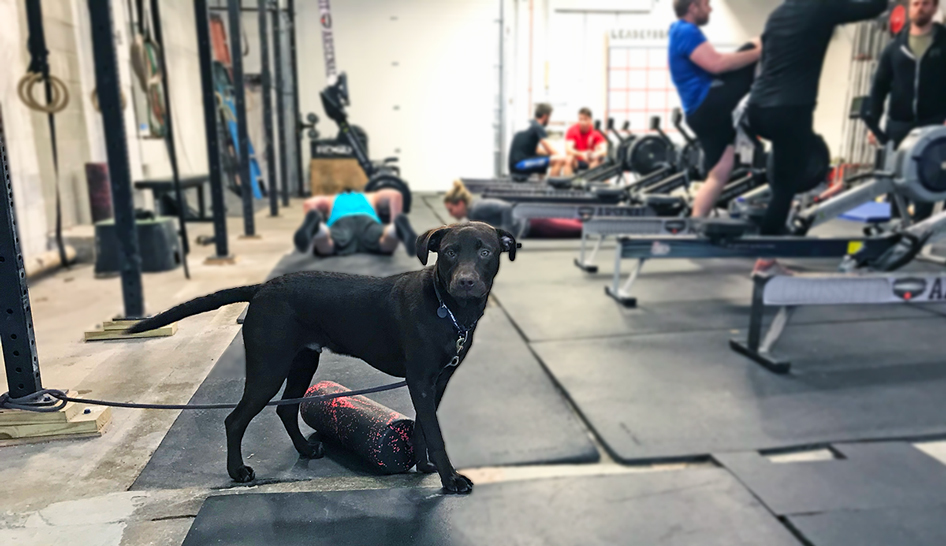 Animais de serviço em clubes de saúde Largura da coluna