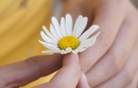 Coluna de stocks de flores de venda e de comercialização